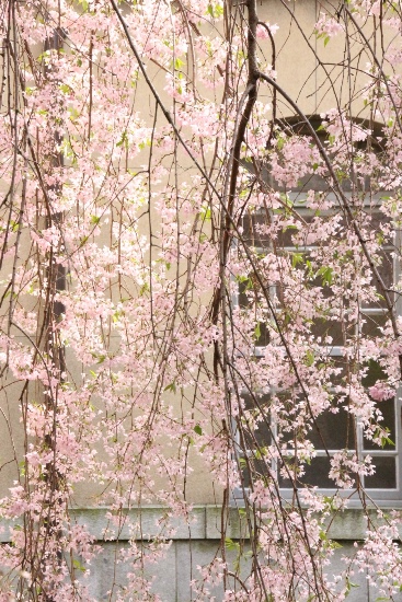 6563-15.4.15一重紅枝垂れ桜　右に窓.jpg